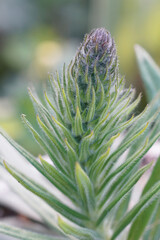 Closeup of an unopened flower of medicinal , perennial herb, Echium amoenum