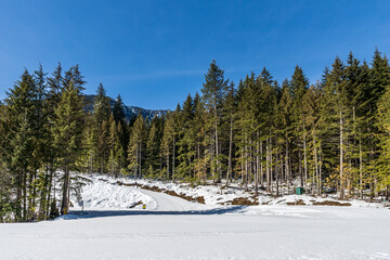 Obraz na płótnie Canvas wintry landscape scenery with modified cross country skiing way in evergreen forest British Columbia Canada
