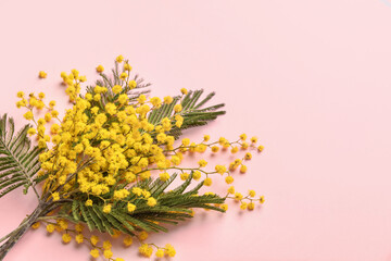 Beautiful blooming mimosa branches on color background
