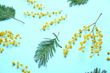 Beautiful mimosa flowers on color background