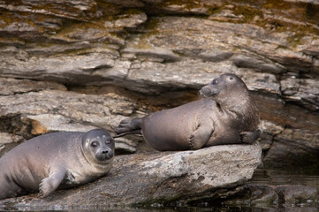 wild seal on baikal lake