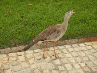 medium-sized bird with light feathers strolling along the park's sidewalk