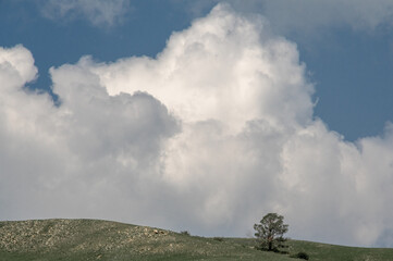 lone pine tree on a hill with clouds