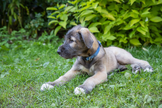 Portrait of young Irish Wolfhound on green lawn.Irish wolfhound puppy relaxing, has fun in the park.Portrait of a dog breed in a summer garden