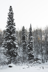 Fototapeta premium trees in winter forest