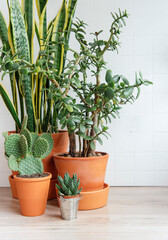 Cactus, sansevieria, krasula, house plants