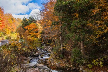 晴れた秋の山にある紅葉と川