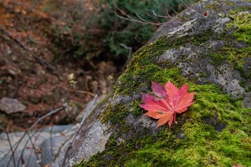真っ赤なモミジと苔むした岩