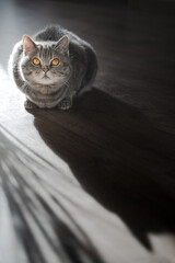British shorthair tabby cat with yellow eyes lies on the floor in front of a window. Portrait of a pet in a home interior in soft daylight. Cozy home concept.