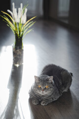 British shorthair tabby cat sits on the floor next to a flower in a vase. Portrait of a pet in the interior with curtains and sunlight from the window. Selective focus, blur effect. Cozy home concept.