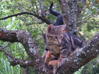 Petits chats dans l'arbre