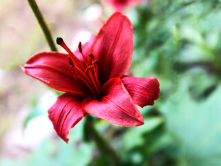 Red lily blooms in the garden