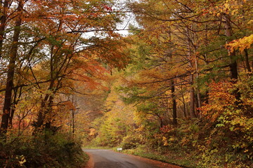 Obraz premium 紅葉した山奥の道