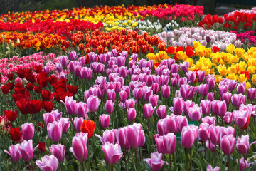 Beautiful colorful multicolored tulips bloom in the garden on a sunny spring day. Field of purple, red, yellow and orange tulips. Spring Festival of tulips.