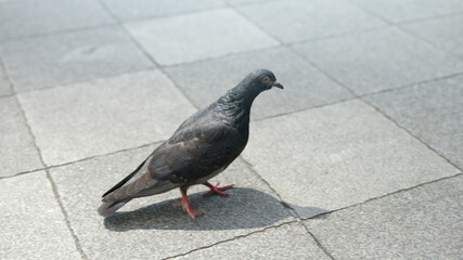 アスファルトの上を歩く鳩
