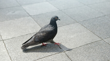 アスファルトの上を歩く鳩