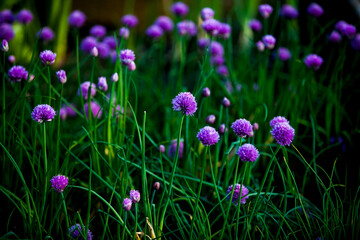 purple flowers in the garden