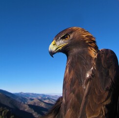 Closeup of Golden Eagle (Aquila chrysaetos) at the Goshute Mountains, Nevada