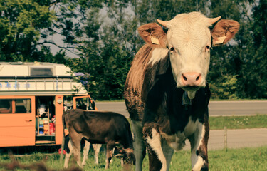 cows in a field, camping van in the background