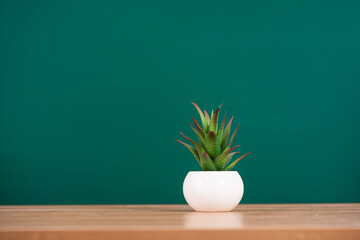 A pot of cactus over blackboard on table