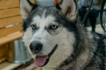 Husky breed dog portrait. Close-up of the head. Blue eyes.