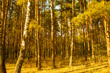 Mixed forest on a sunny summer day during drought