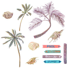 Collection of palm trees branches, seashell and pointers. Hand drawn sketch of different elements in colored pencil technique.
