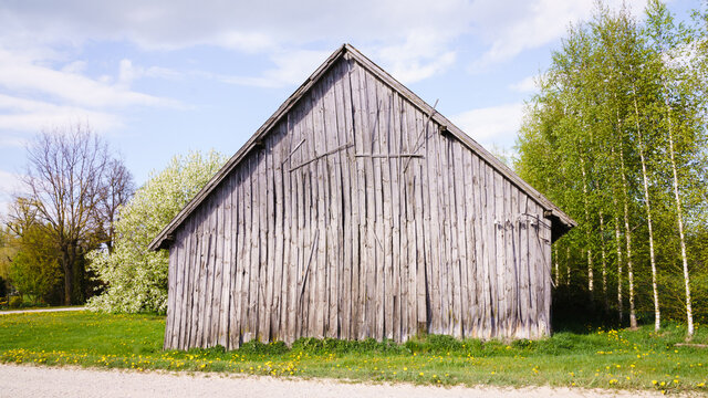 an old gray wooden barn on the side of a country road, next to it is a row of birch trees and a flowering hackberry on the other side