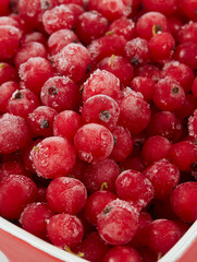 frozen red currants close up