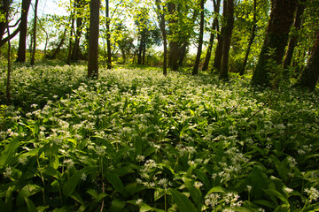 Bärlauchblüte im Elsass im Frühling