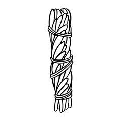 Sage smudge stick tied with thread hand-drawn doodle isolated icon. Vector stock plant leaves image. White sage herb bundle
