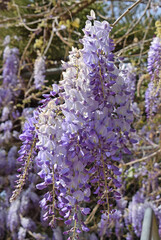 Arbusto en flor en Barcelona España
