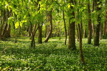 Bärlauchblüte im Elsass im Frühling
