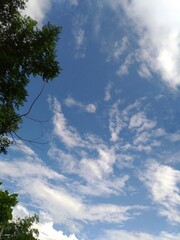 Fototapeta premium The afternoon sky in the summer is bluish against the dark green trees.
