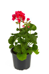 pelargonium in a pot isolated on white background