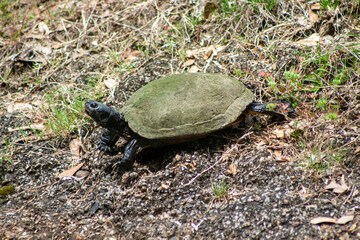 Obraz premium Turtle