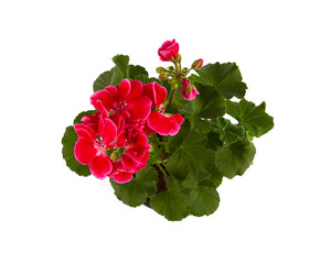 pelargonium in a pot isolated on white background