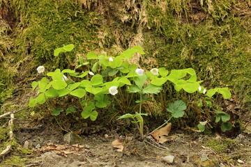 White forest flowers on a spring day.