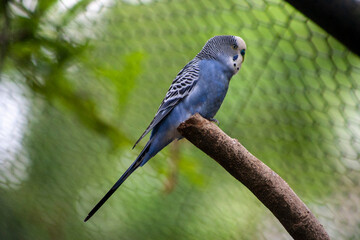 Parakeet
