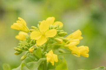 アップの菜の花