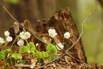 White forest flowers on a spring day.