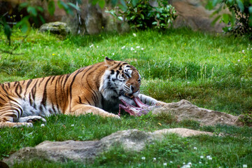 tiger in the zoo