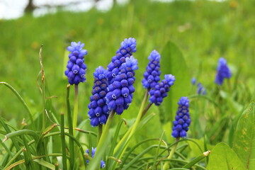 Blue flowers in a meadow on a spring day.