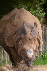 Fototapeta premium rhino in the zoo