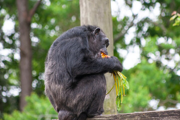 Monkey