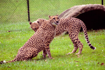 cheetah in the grass