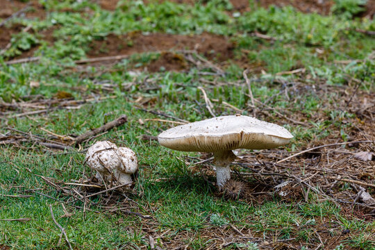White, scaly mushrooms in the meadow during spring. Amanita vittadinii.
