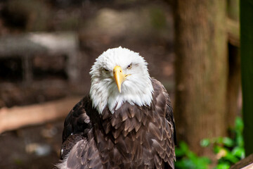 american bald eagle