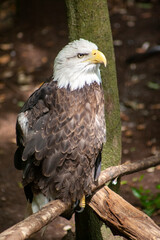 portrait of a eagle