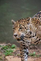 Naklejka na ściany i meble close up of leopard
